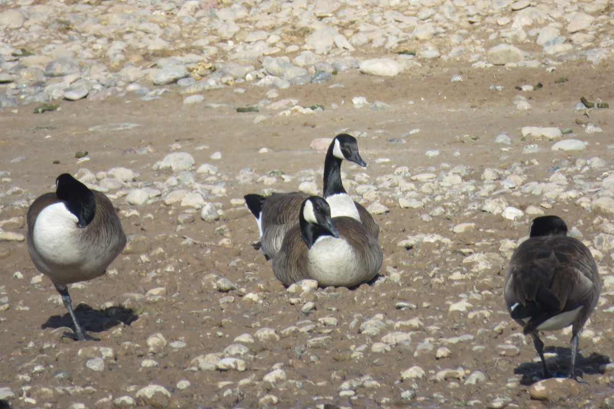 Canada Goose - ML630205059