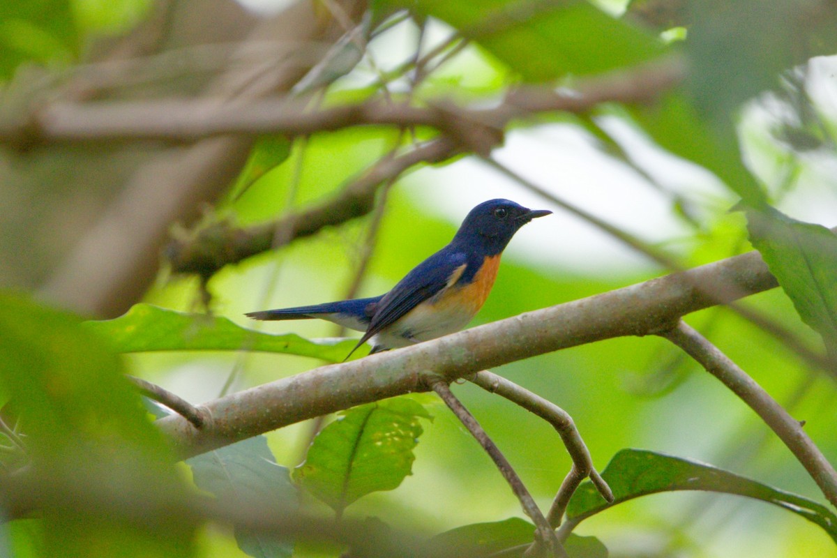 Blue-throated Flycatcher - ML630205068