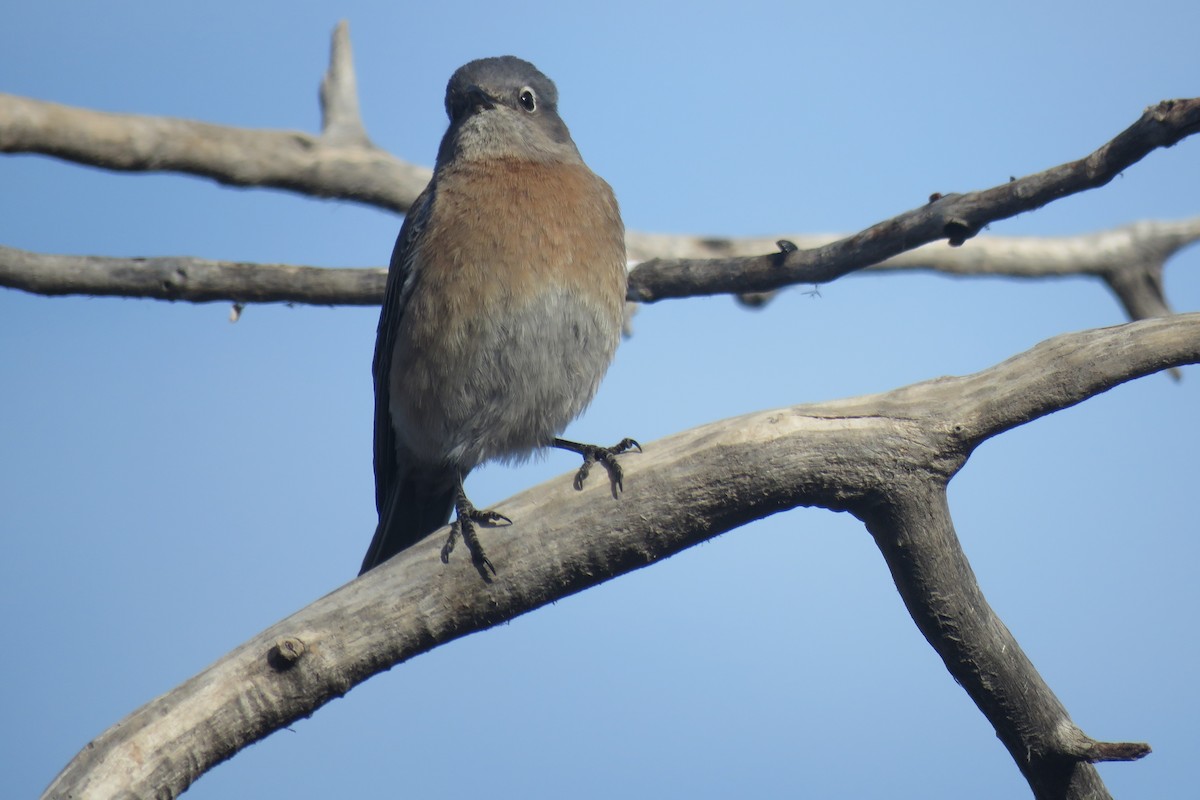 Western Bluebird - ML630205069