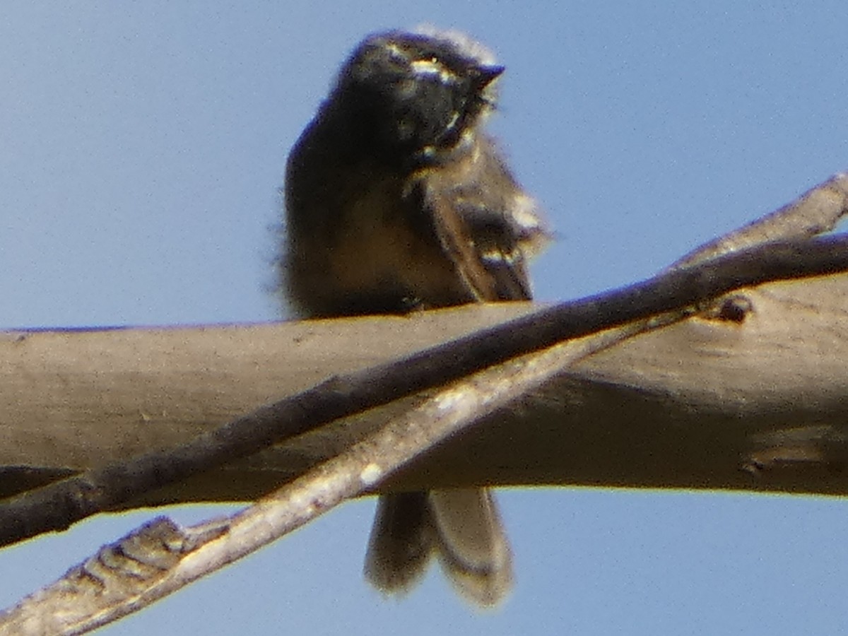 Gray Fantail (albiscapa) - ML630205081