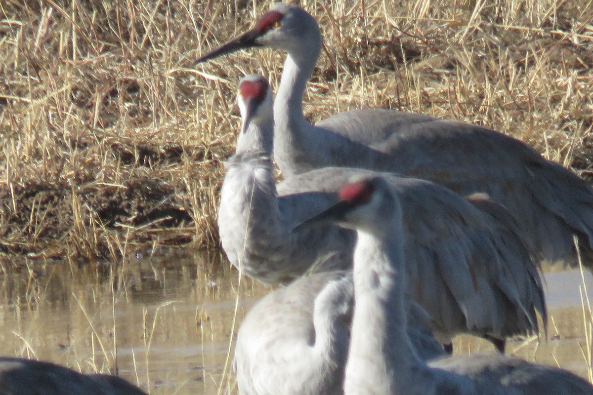 Sandhill Crane - ML630205175