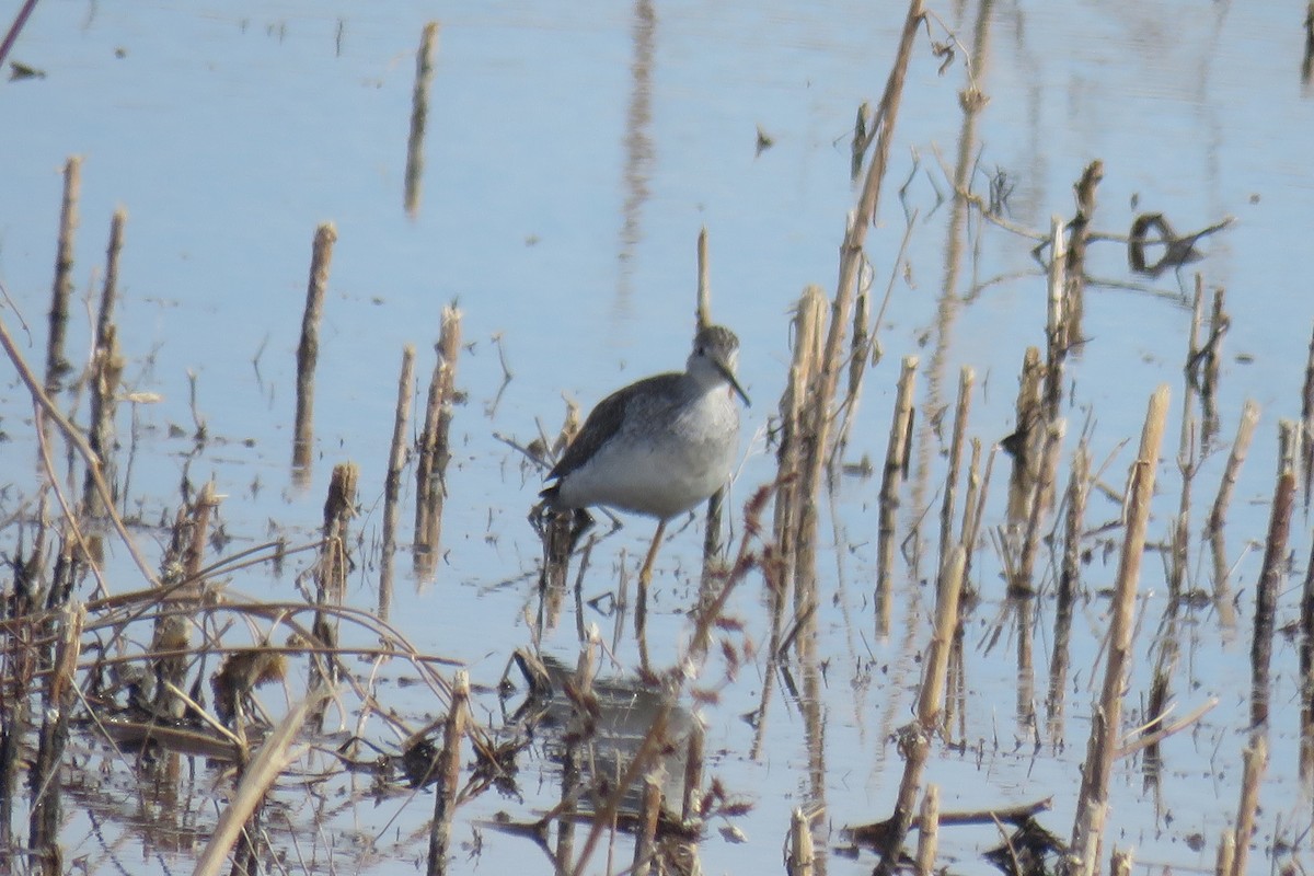 Greater Yellowlegs - ML630205187