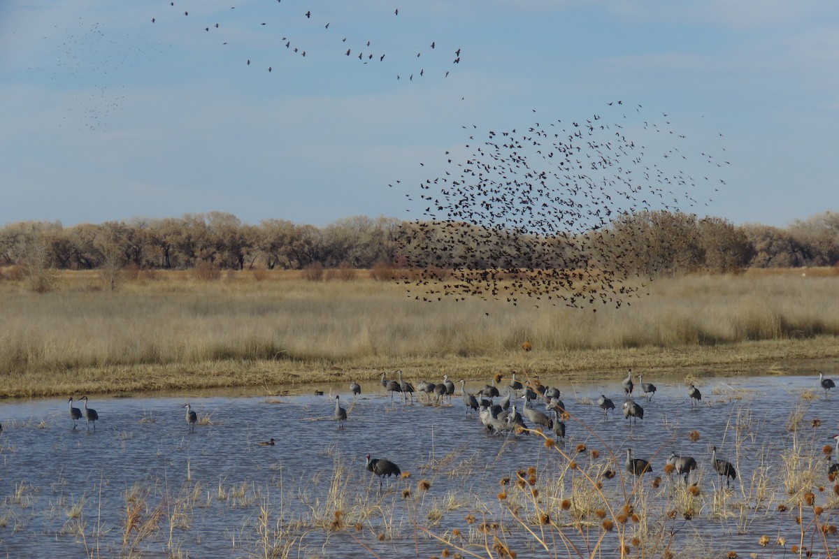 Red-winged Blackbird - ML630205204