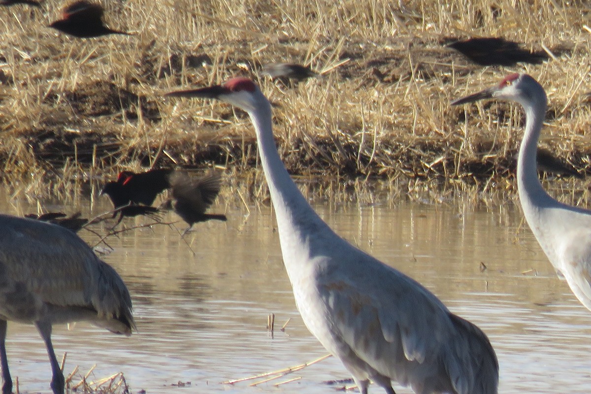 Red-winged Blackbird - ML630205236