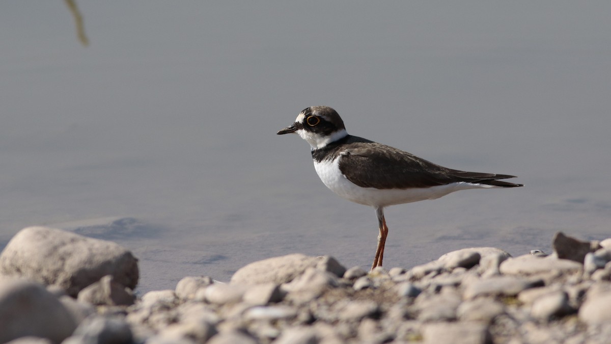Little Ringed Plover - ML630205372