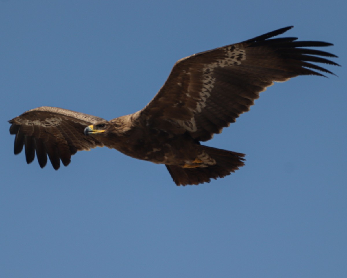 Aigle des steppes - ML630205436