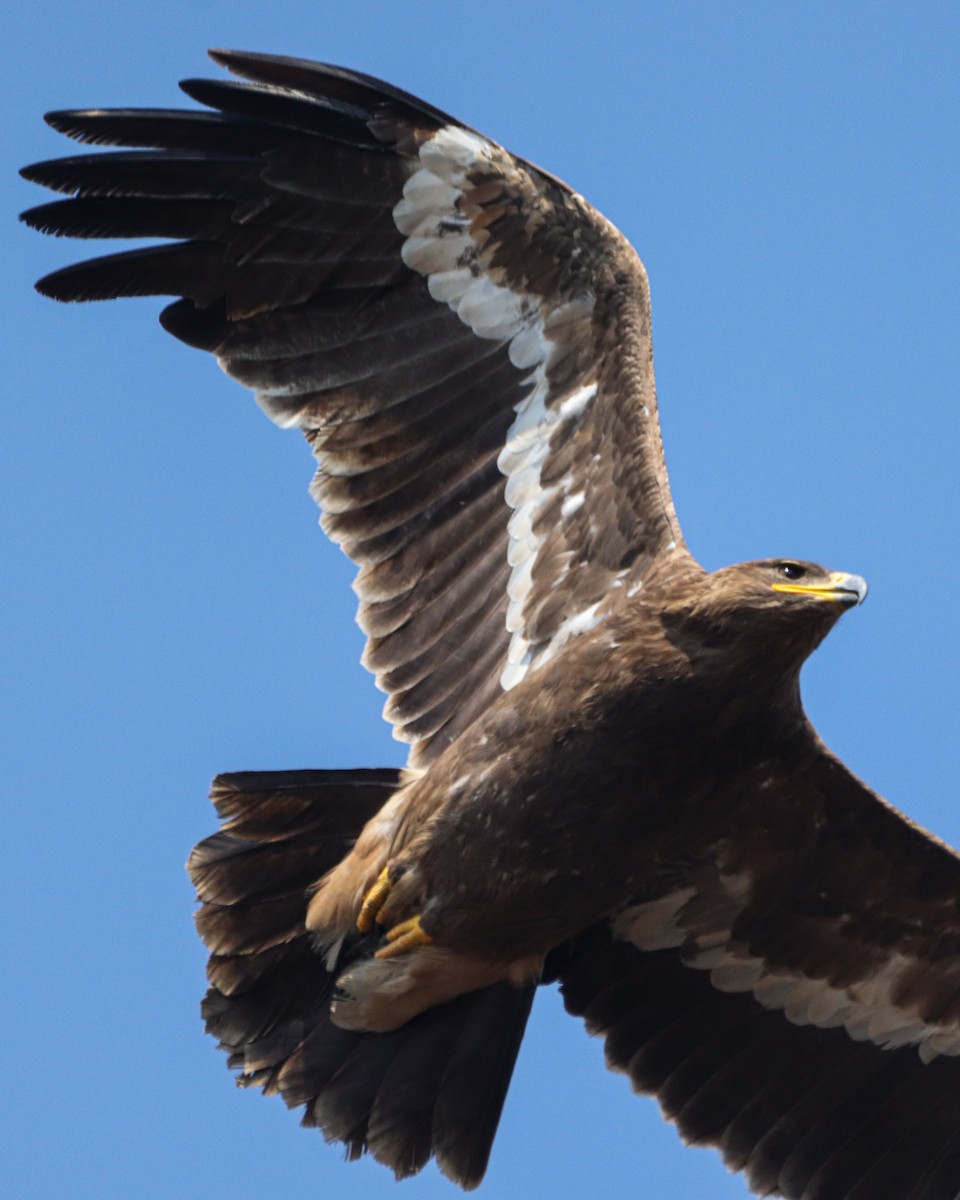 Aigle des steppes - ML630205437