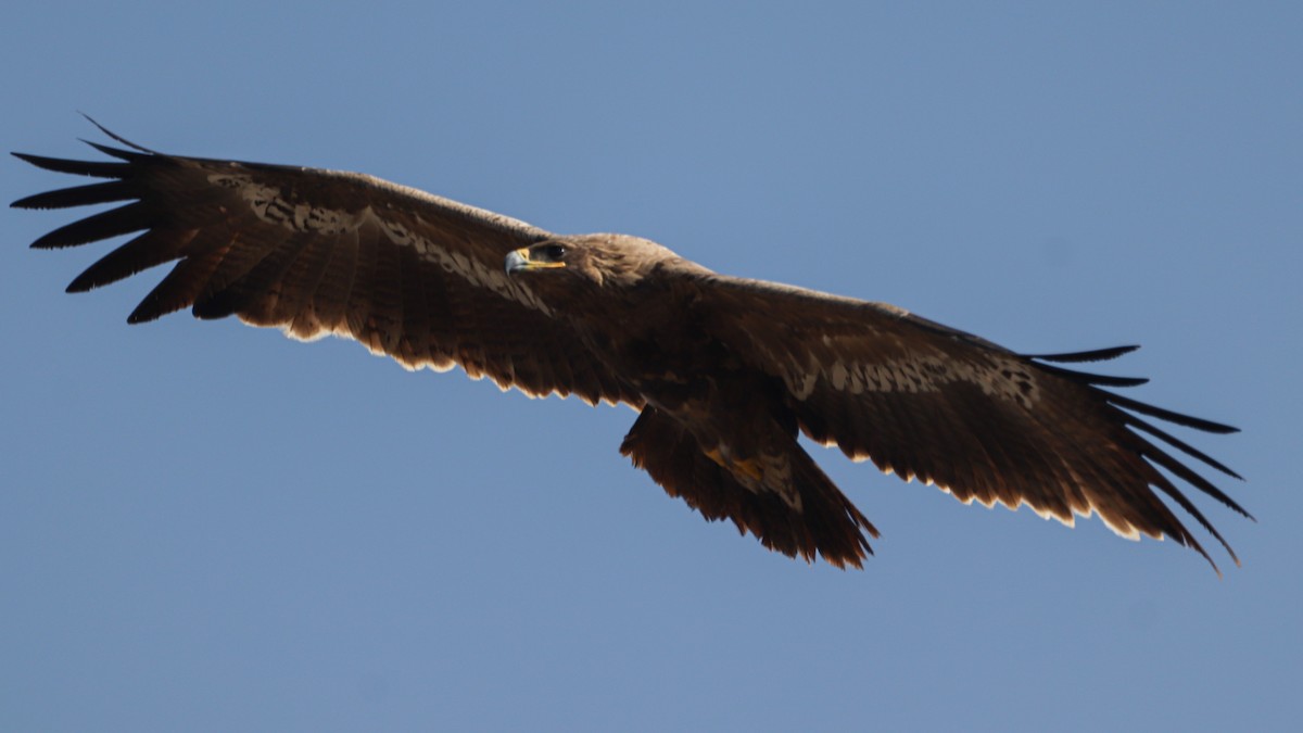 Aigle des steppes - ML630205438