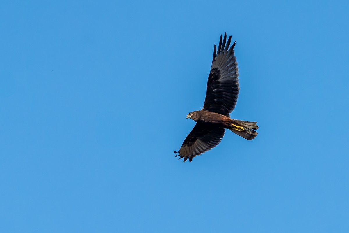 Aguilucho Lagunero del Pacífico - ML630205463