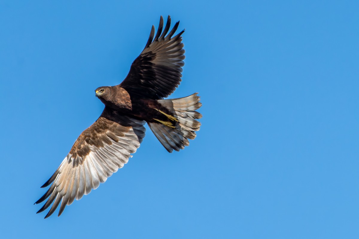 Aguilucho Lagunero del Pacífico - ML630205608