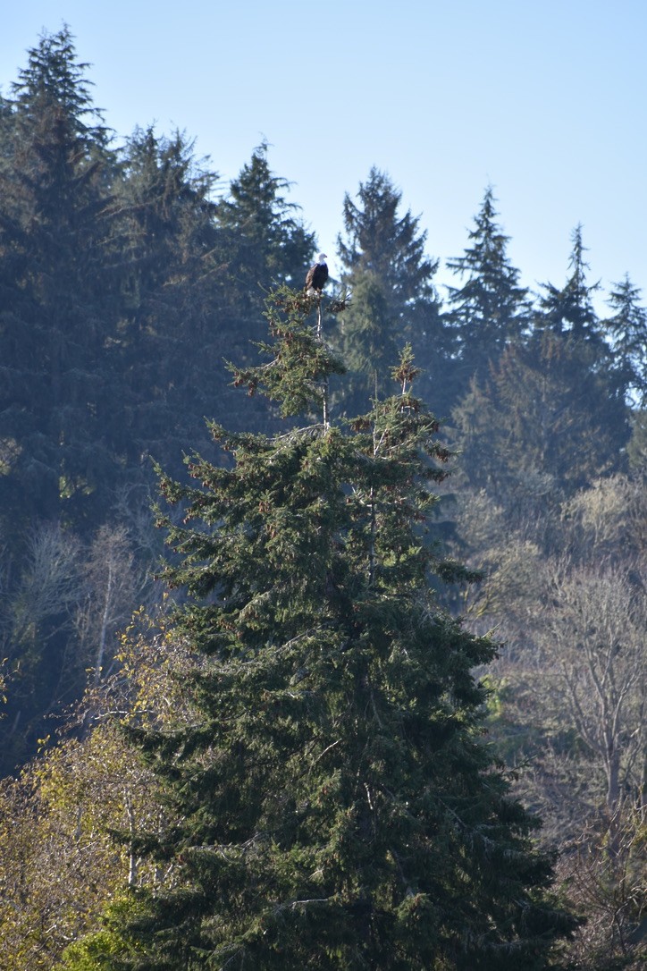 Weißkopf-Seeadler - ML630205853