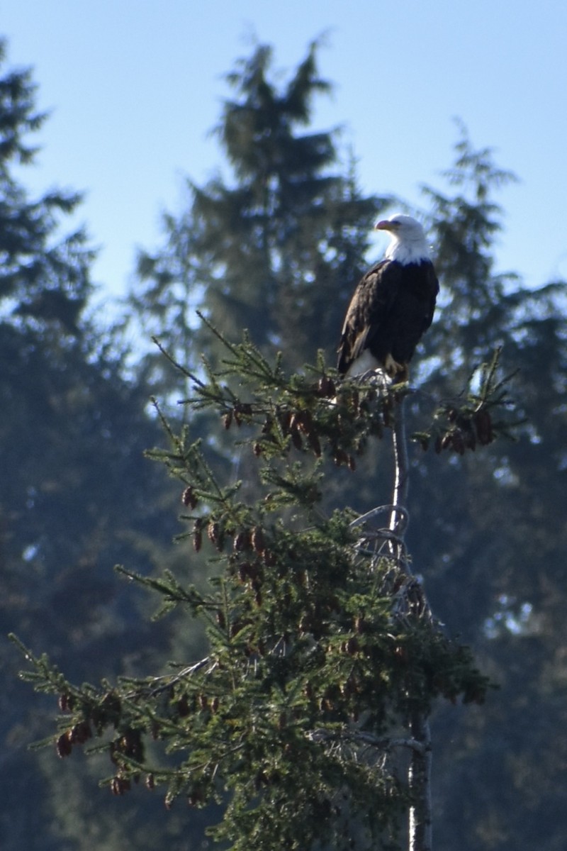 Weißkopf-Seeadler - ML630205855