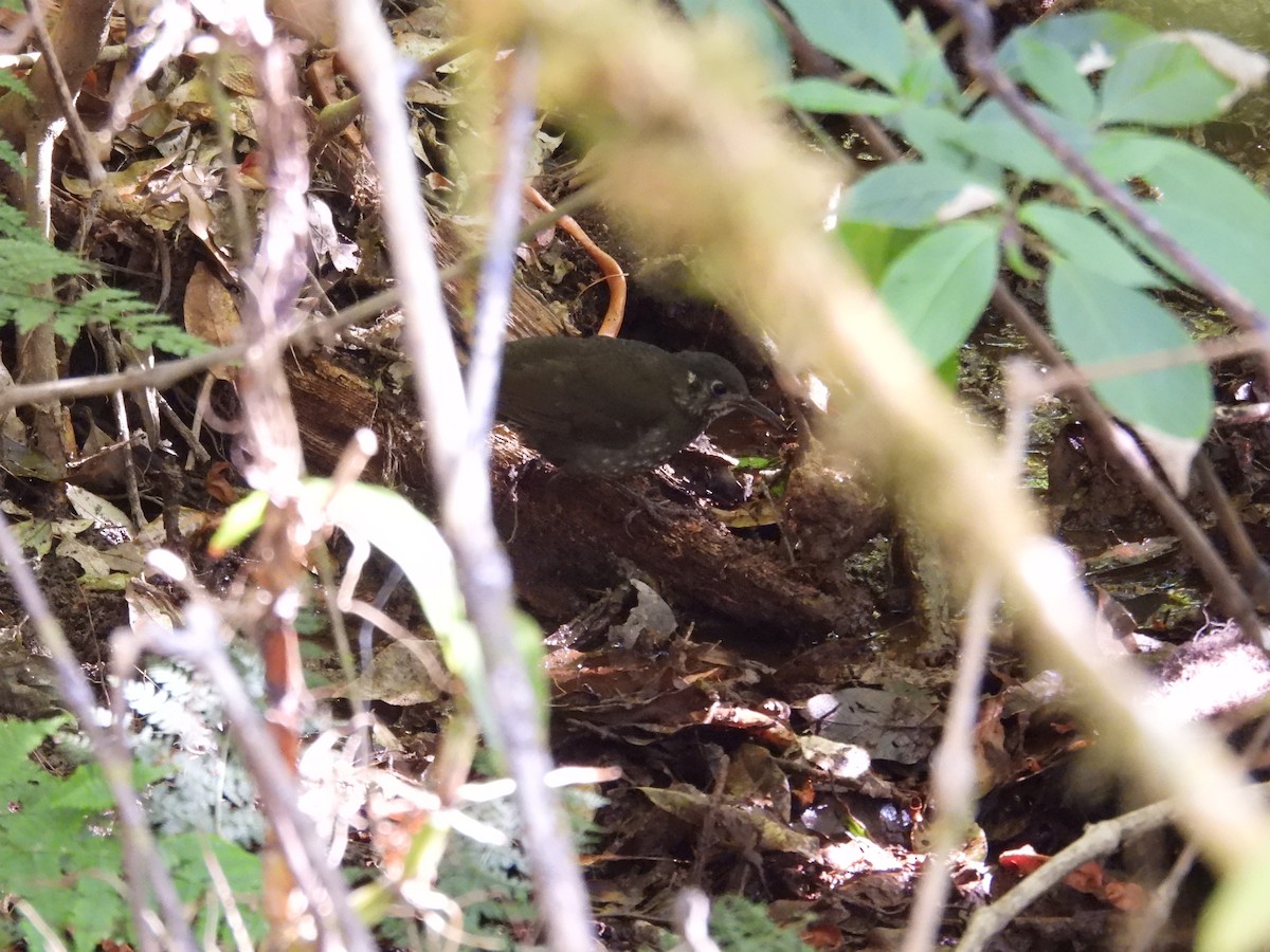 Dark-sided Thrush - ML630206193
