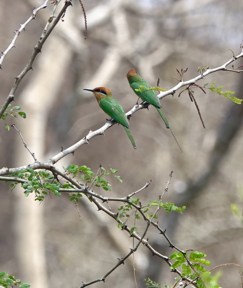 Böhm's Bee-eater - ML630206380