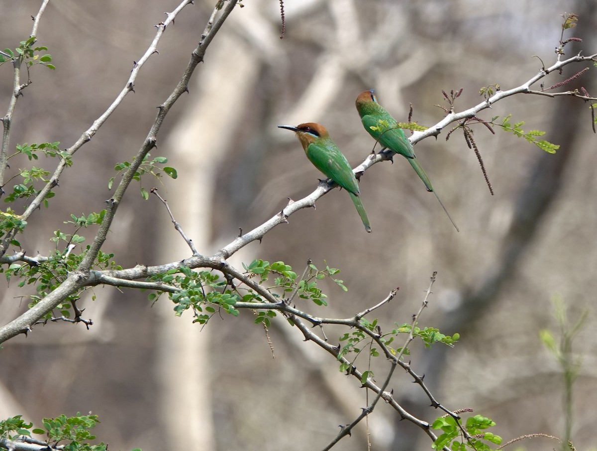 Böhm's Bee-eater - ML630206381