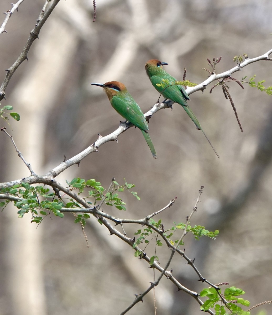 Böhm's Bee-eater - ML630206382