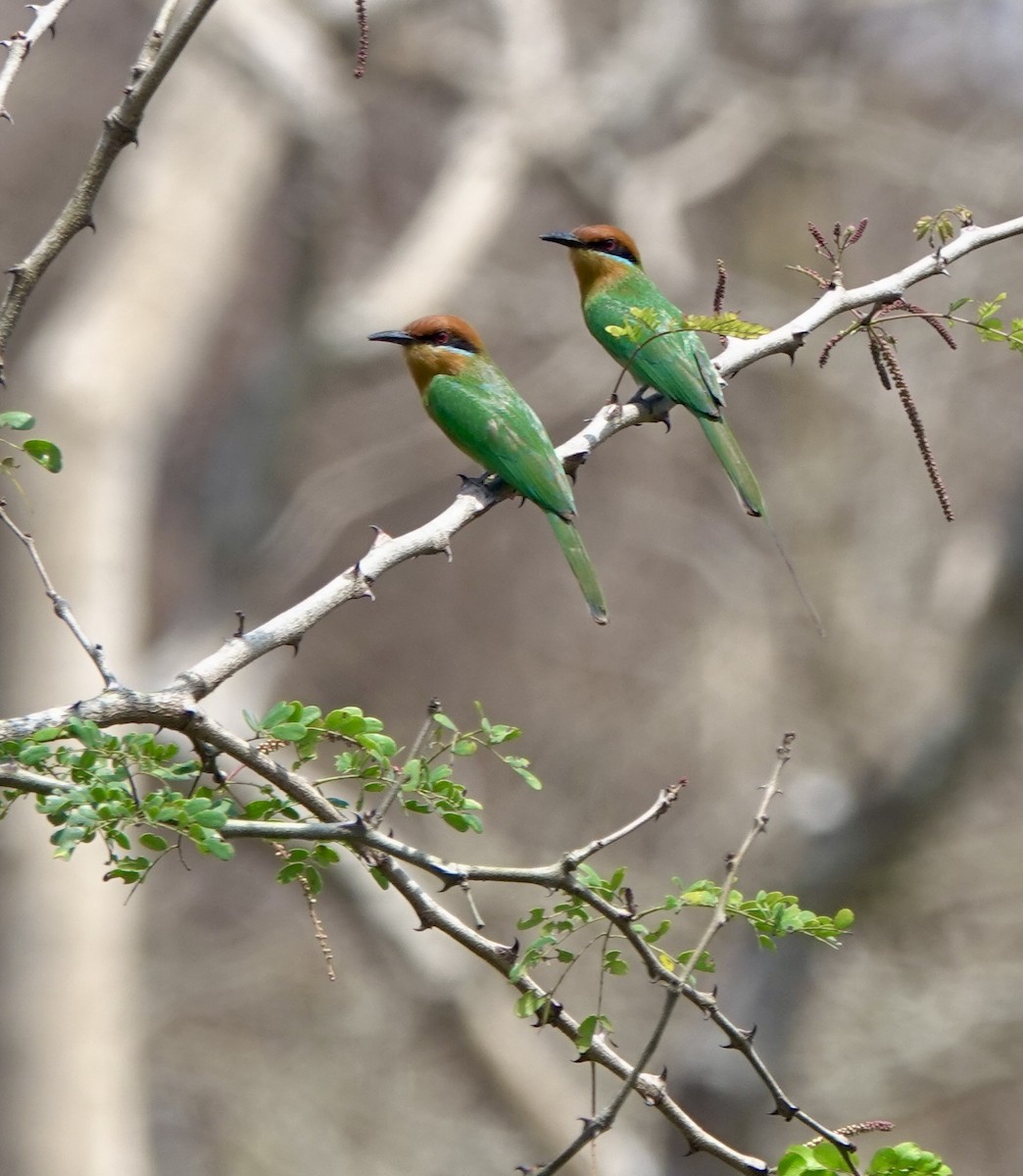 Böhm's Bee-eater - ML630206383