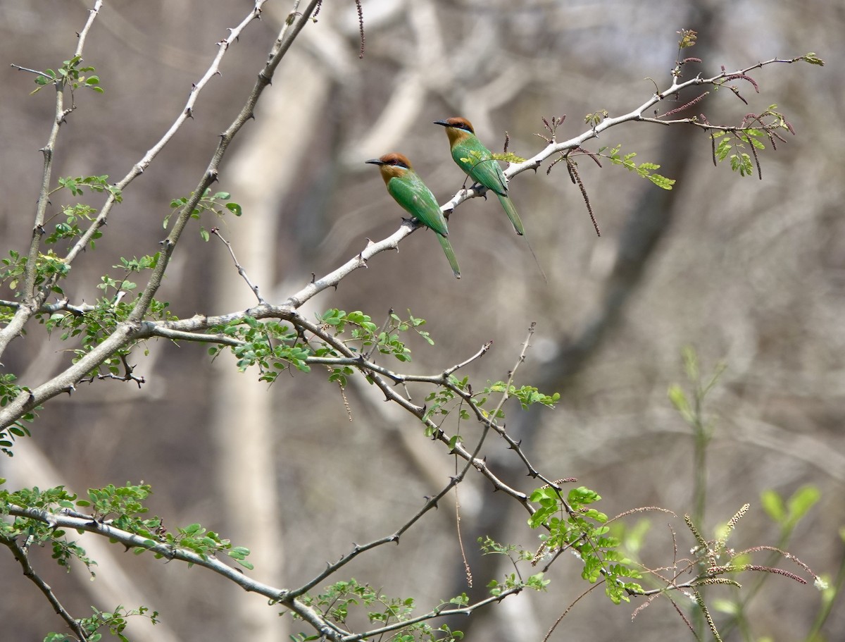 Böhm's Bee-eater - ML630206384