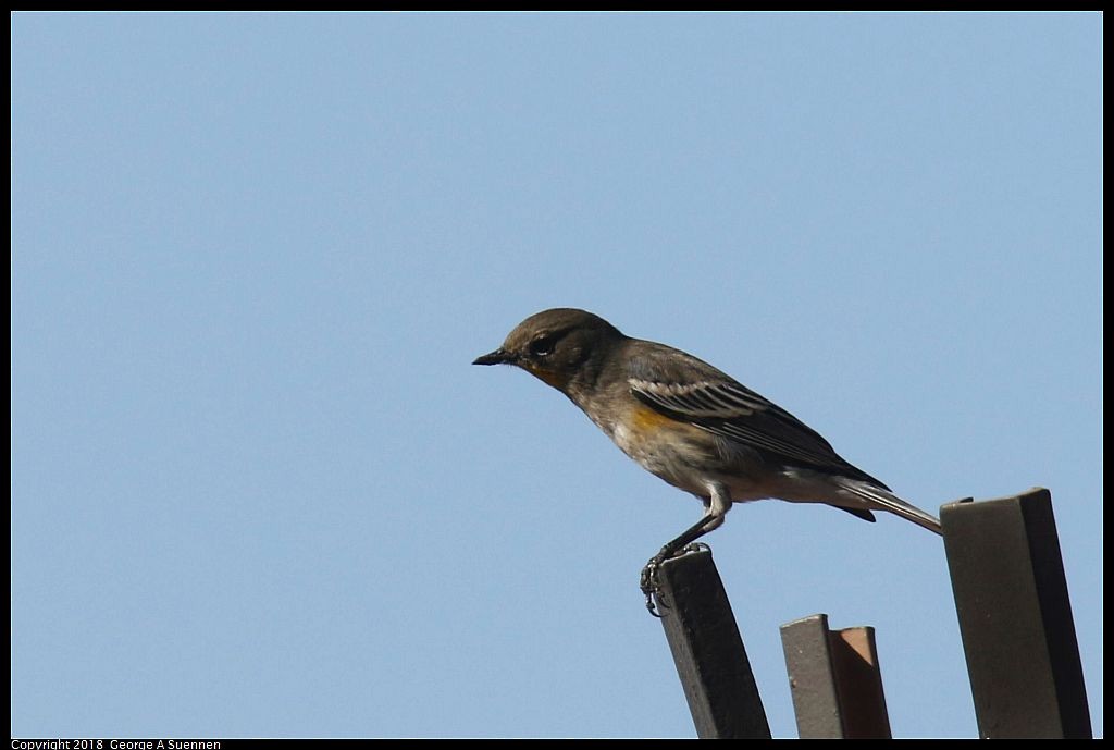 Yellow-rumped Warbler - ML630206810