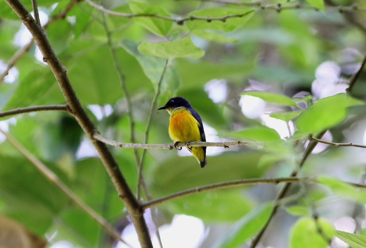 Orange-bellied Flowerpecker - ML630206888