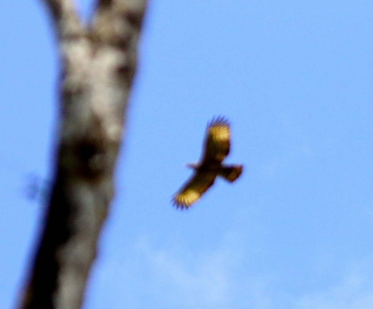 Согсоот гоорбис - ML630206891