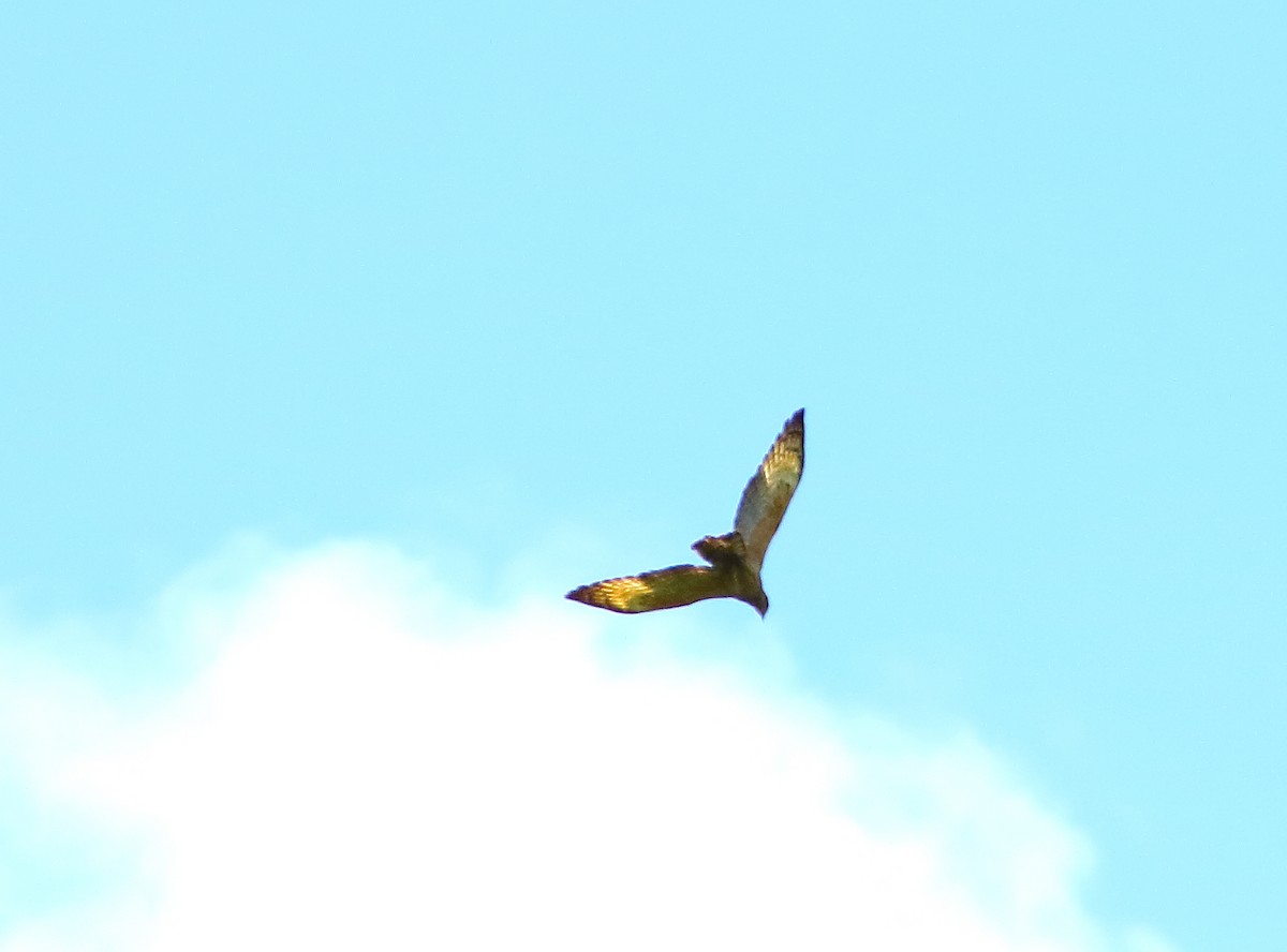 Согсоот гоорбис - ML630206896