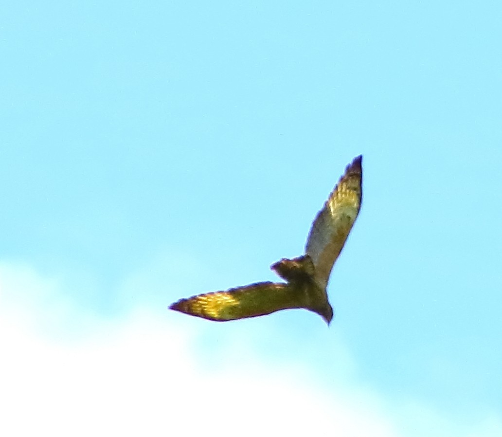 Согсоот гоорбис - ML630206899