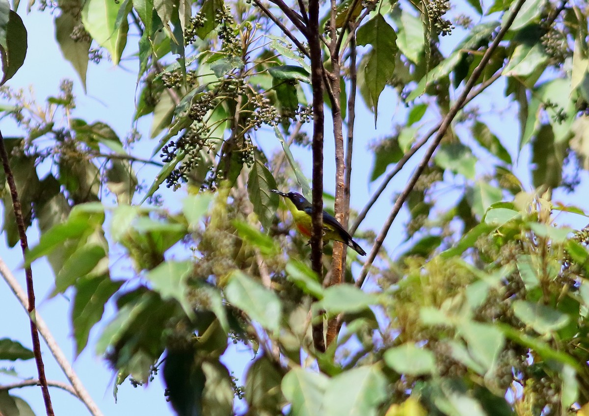 Lina's Sunbird - ML630206931