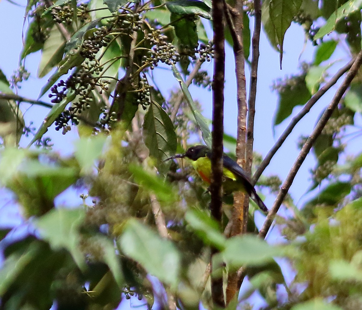 Lina's Sunbird - ML630206932