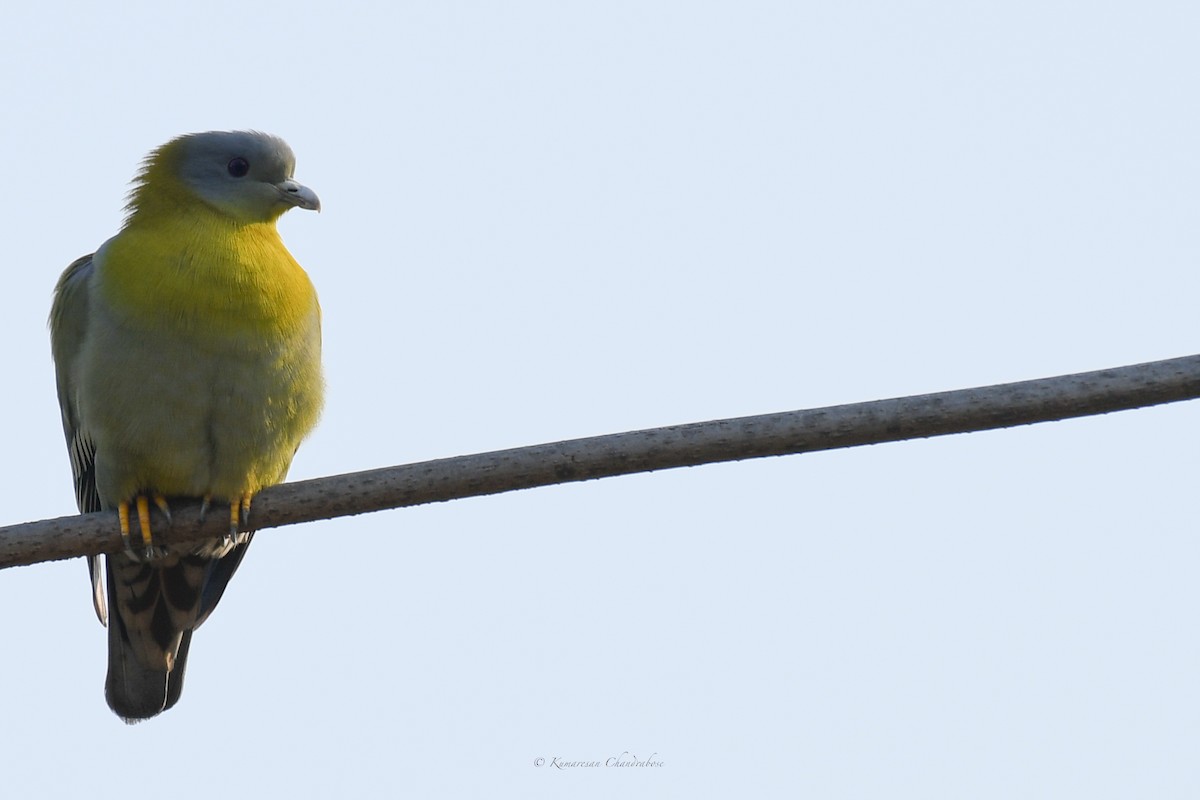 Yellow-footed Green-Pigeon - ML630207126