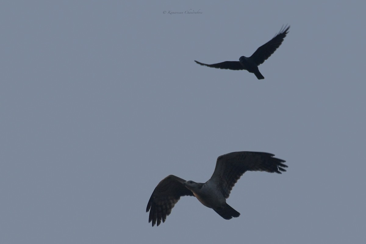 Oriental Honey-buzzard - ML630207131