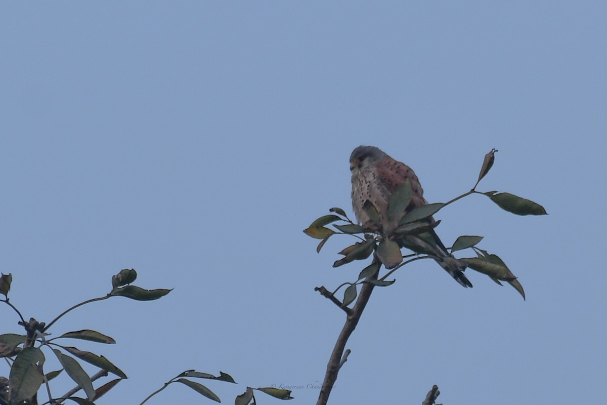 Eurasian Kestrel - ML630207137