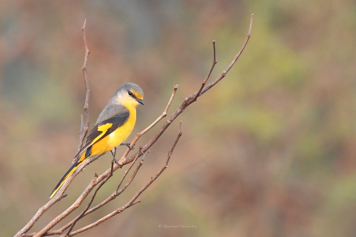 Long-tailed Minivet - ML630207140