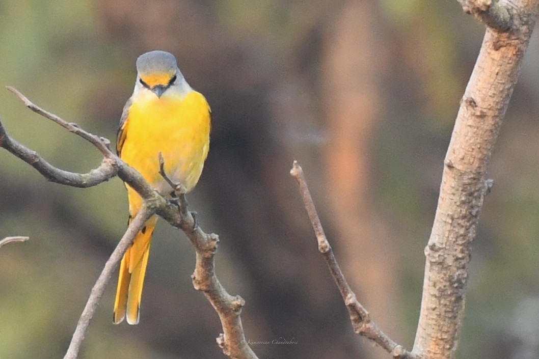 Long-tailed Minivet - ML630207141