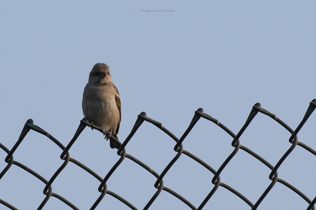 Yellow-throated Sparrow - ML630207154