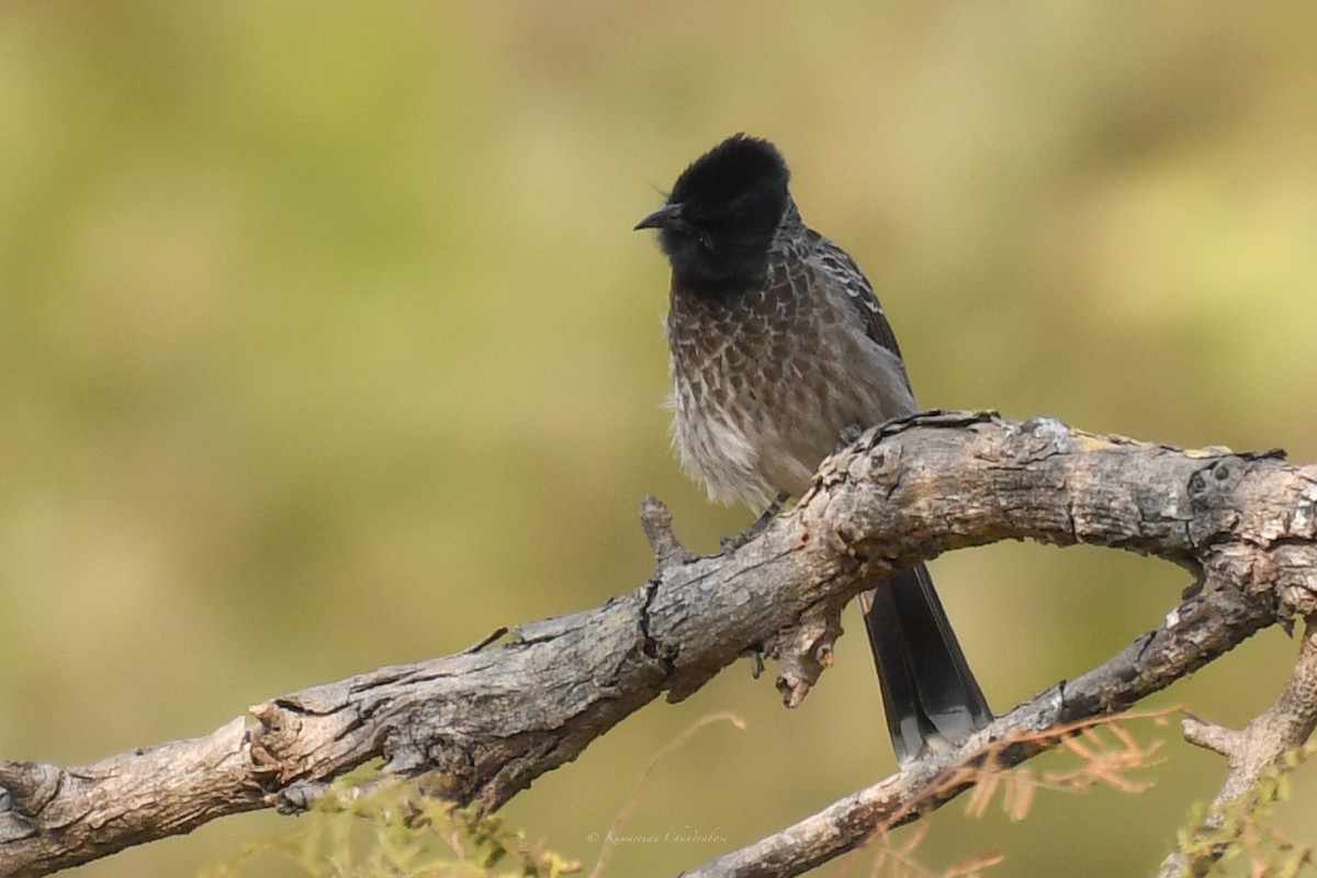 Red-vented Bulbul - ML630207203