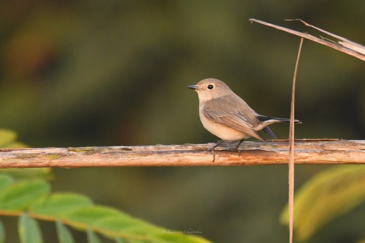 Taiga Flycatcher - ML630207205