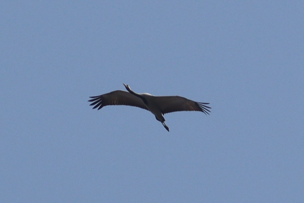Demoiselle Crane - ML630207252
