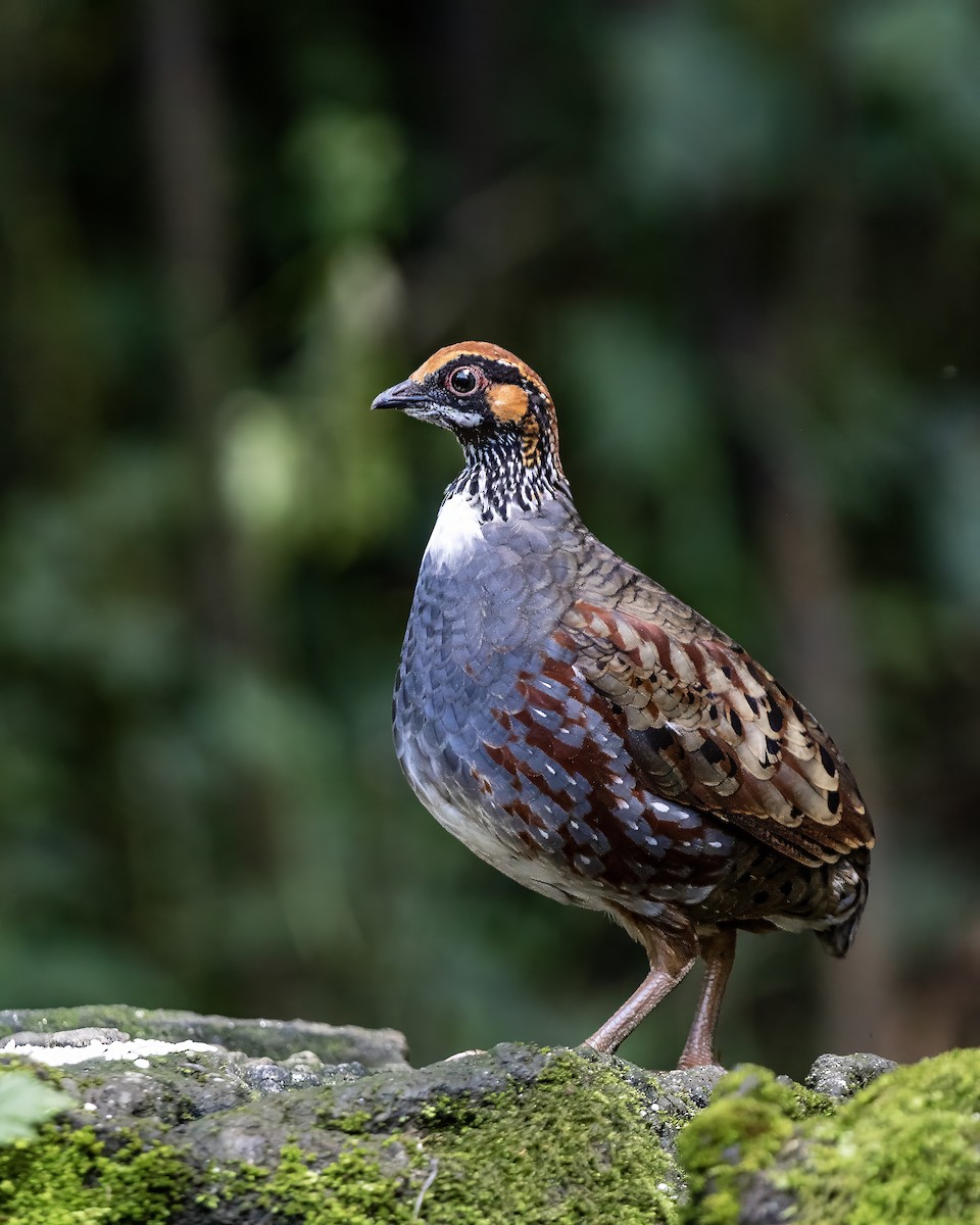 Hill Partridge - ML630207276