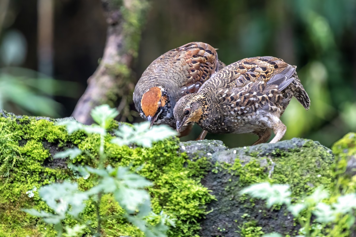 Hill Partridge - ML630207277