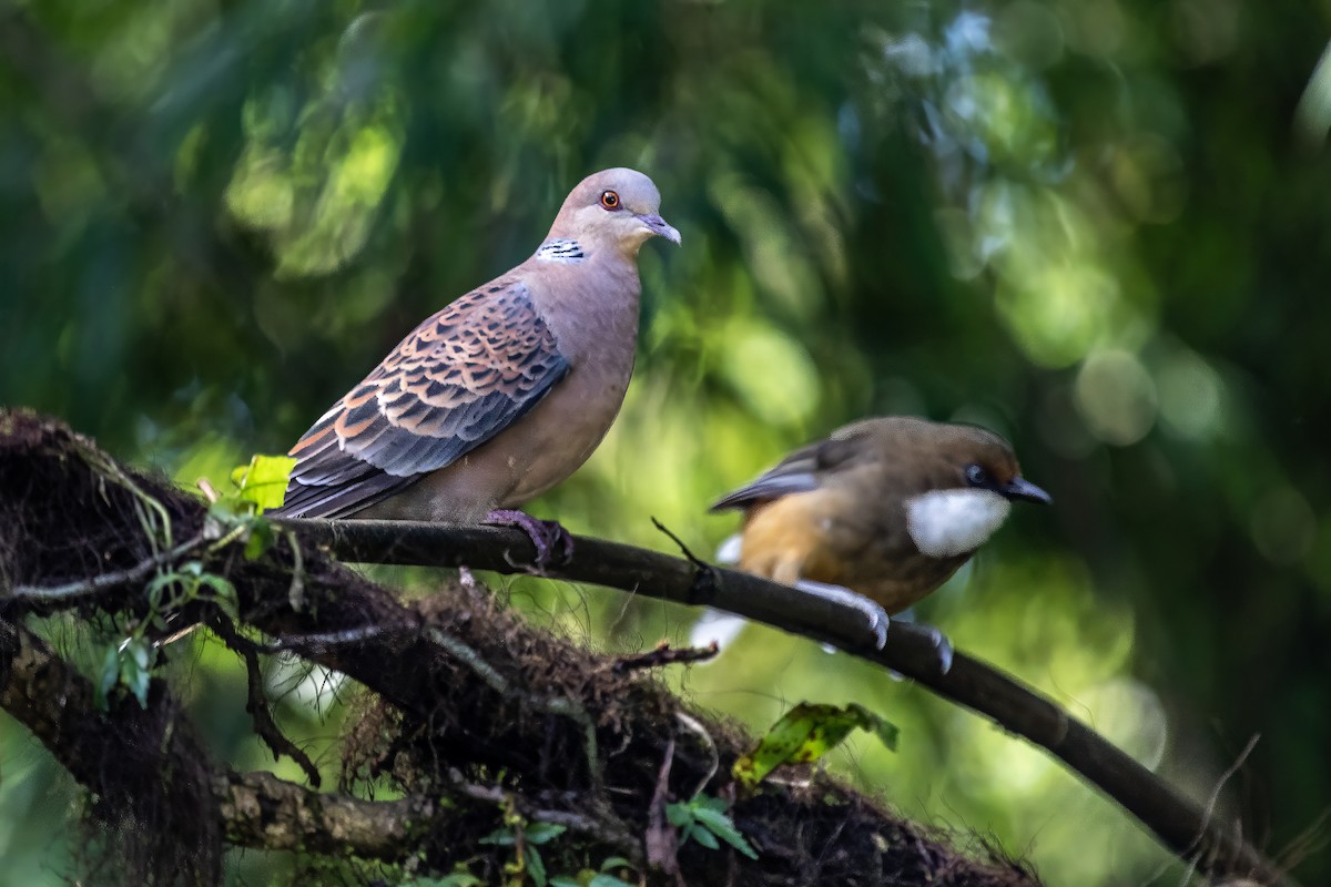 金背鳩 - ML630207281