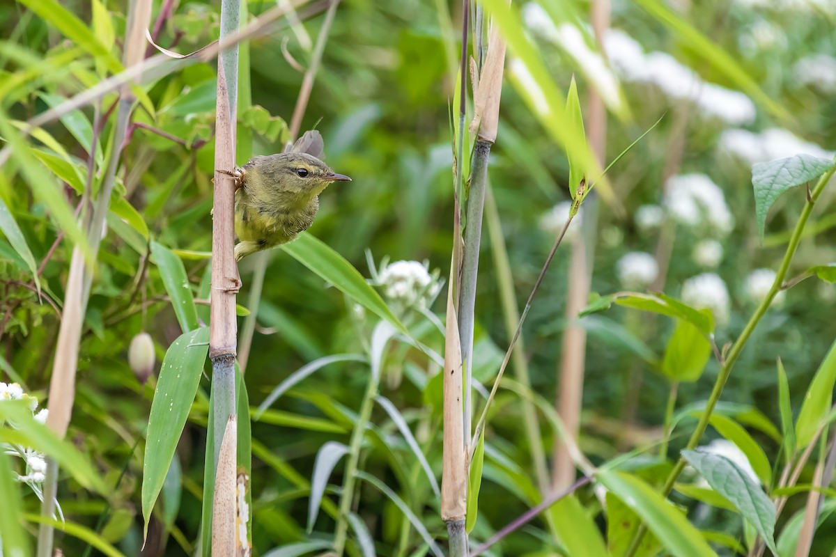 Aberrant Bush Warbler - ML630207286