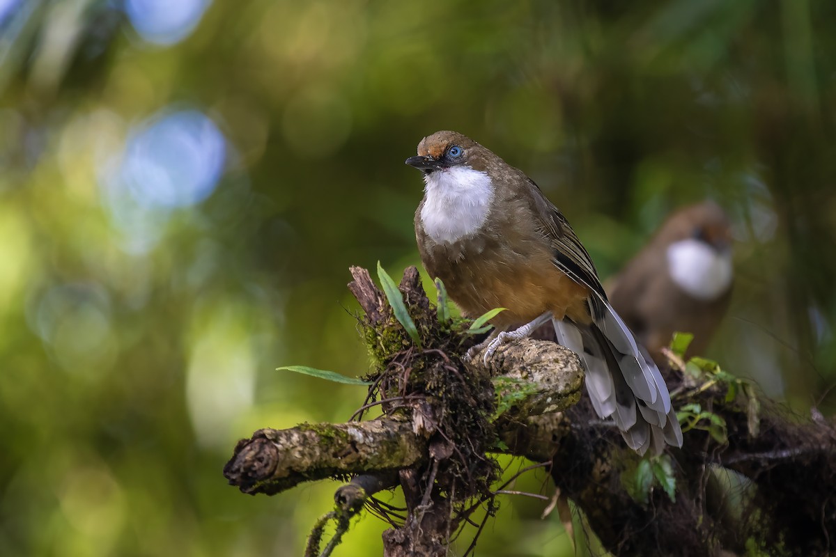 White-throated Laughingthrush - ML630207292