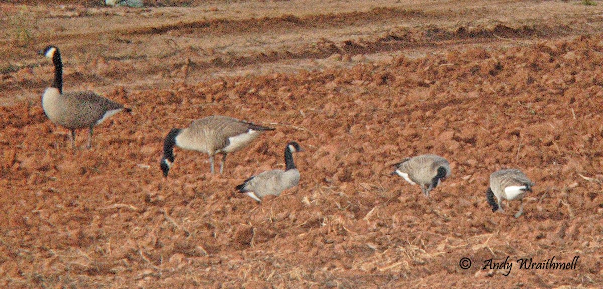 Cackling Goose - Andy Wraithmell