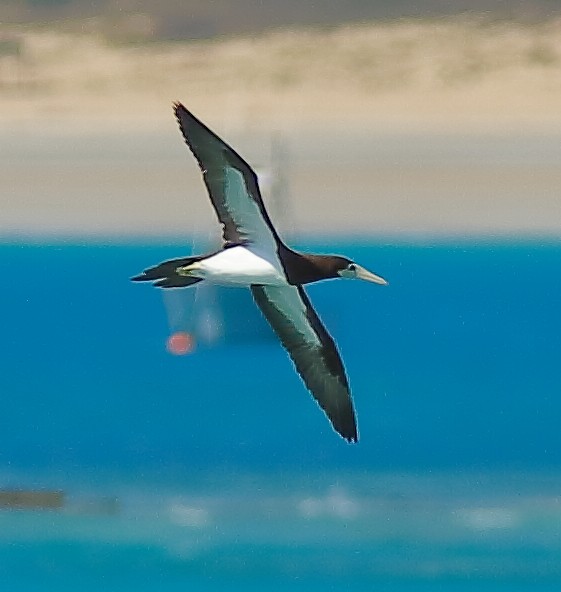 Brown Booby (Forster's) - ML630207502