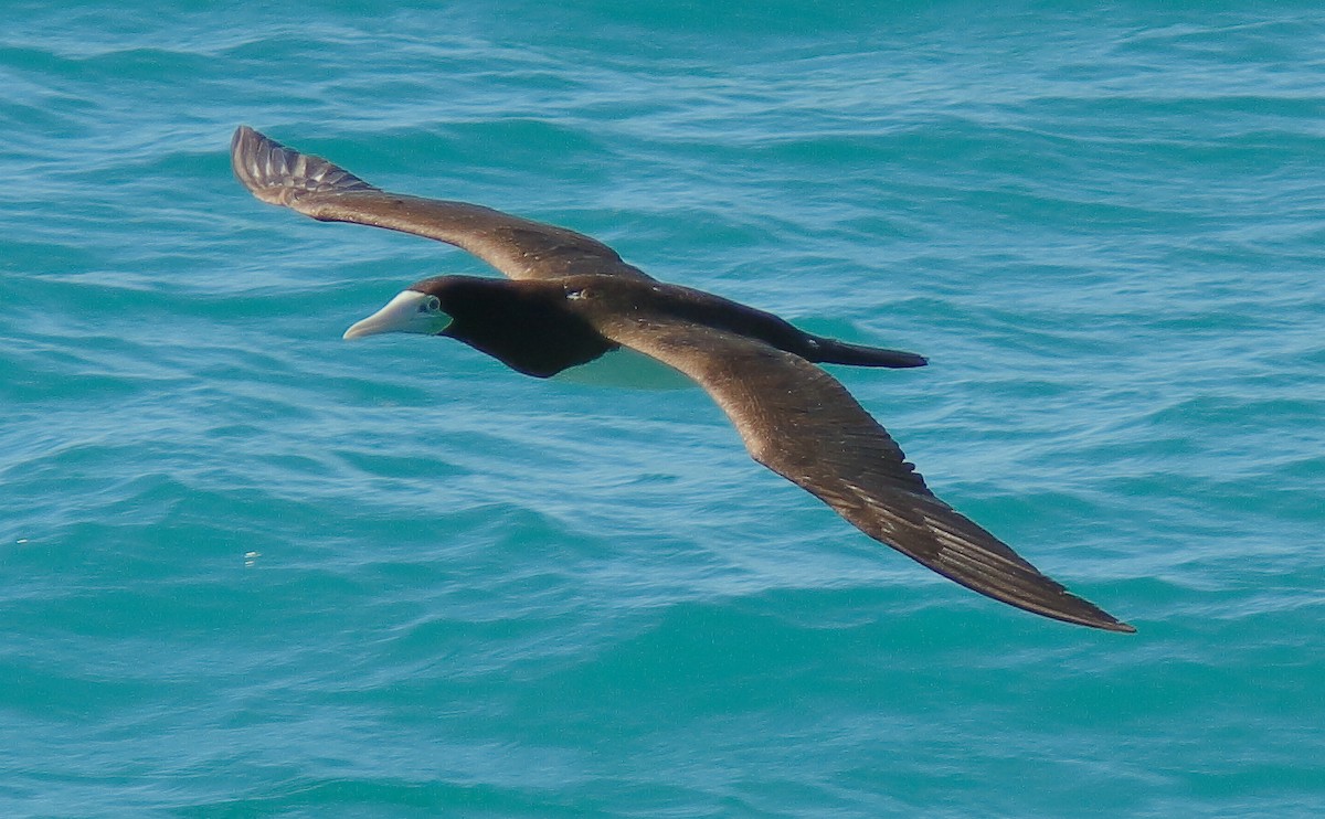 Brown Booby (Forster's) - ML630207503