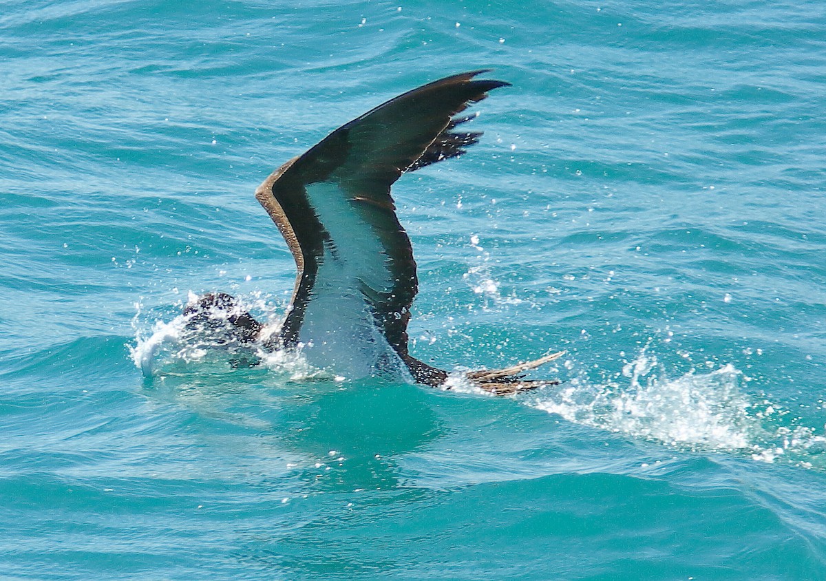 Brown Booby (Forster's) - ML630207504