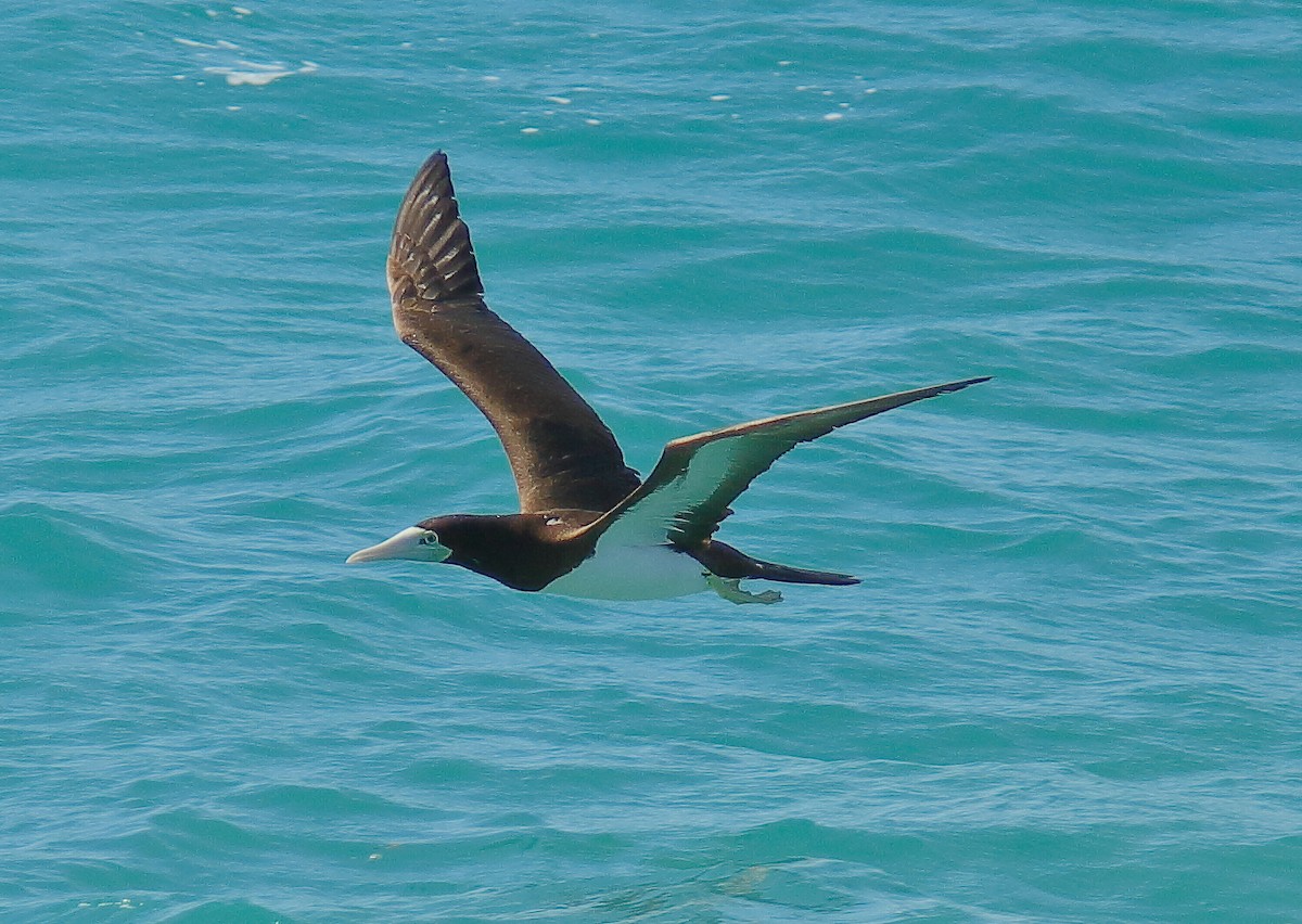 Brown Booby (Forster's) - ML630207505