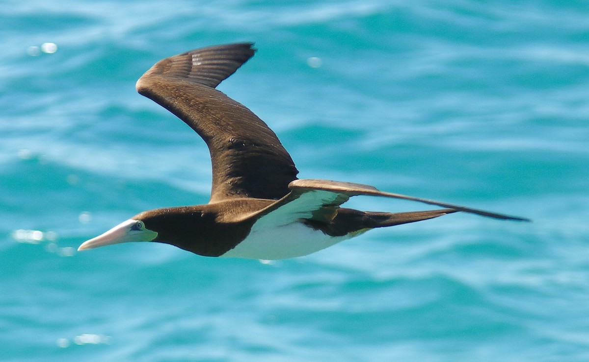 Brown Booby (Forster's) - ML630207506