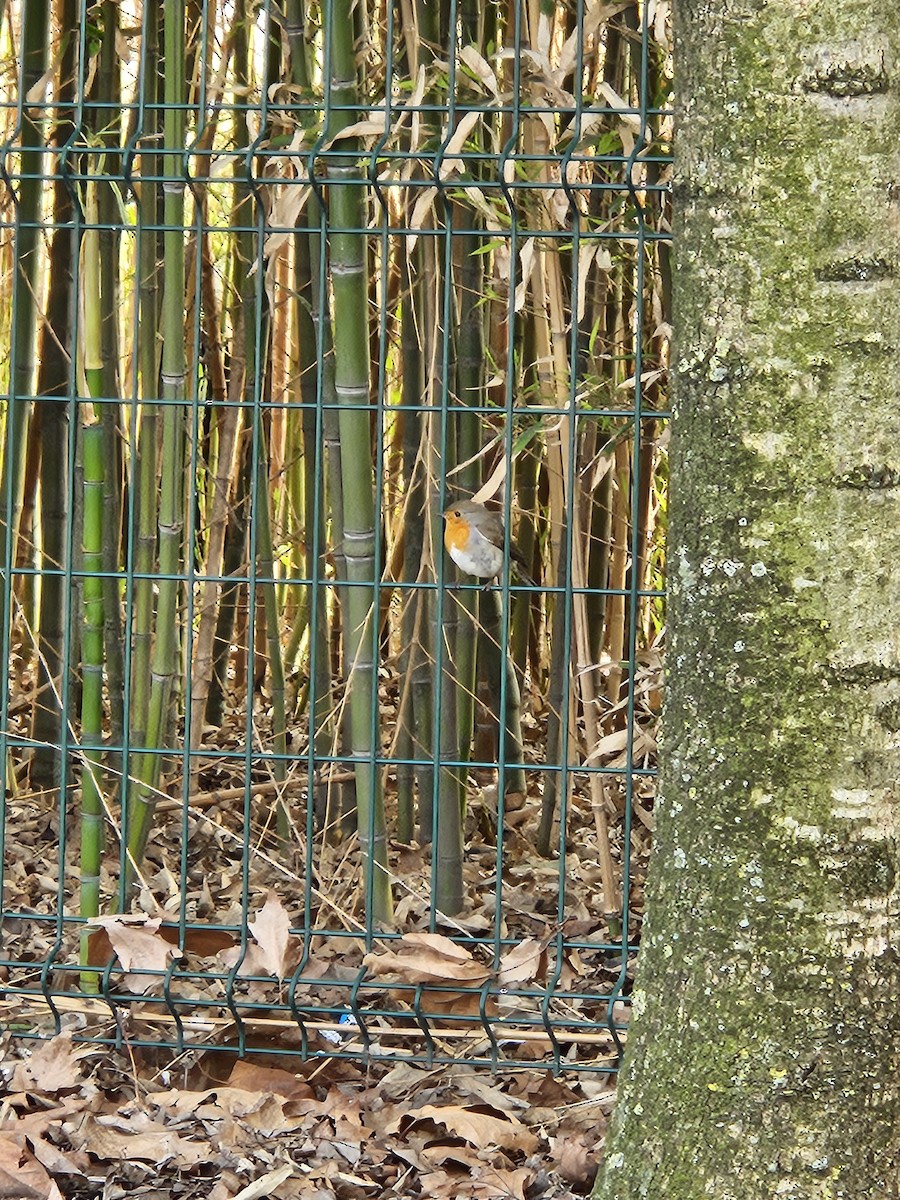 European Robin - ML630207699